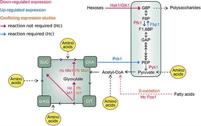 Living Within the Macrophage: Dimorphic Fungal Pathogen Intracellular Metabolism